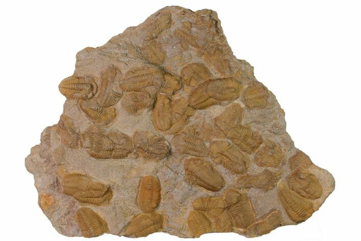 Ordovician Trilobite Mortality Plate - Tafraoute, Morocco #165228